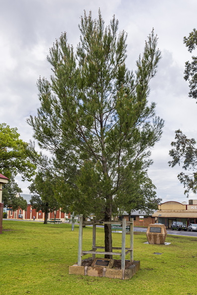Lone Pine at Rotary Park in Kurri Kurri